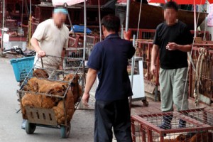 Dogs in cages at Moran market