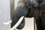 Talking elephant Koshik talks through trunk